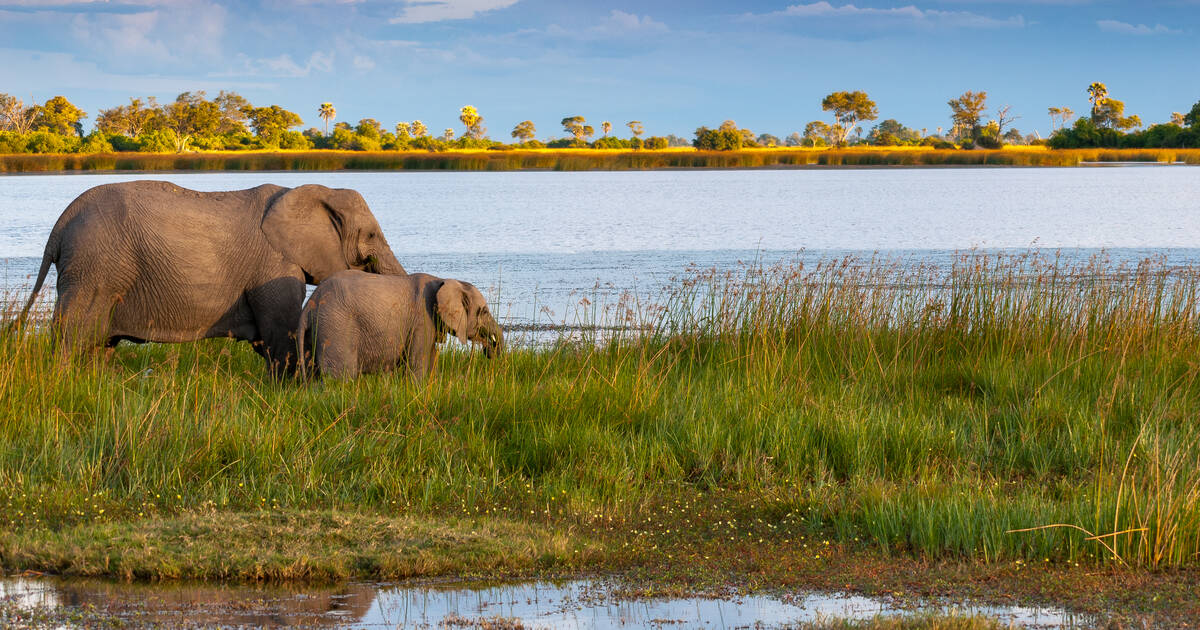 Delta Okavango: frumusețea naturală și biodiversitatea Botswana